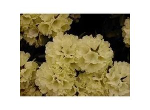 4029395010377 - Rhododendron PG II + III Liebhaber gelb 5 l Container