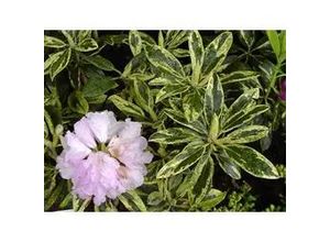 4029395010384 - Rhododendron PG II + III Liebhaber 5 l Container