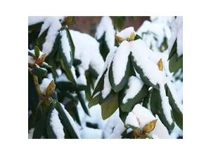 4029395010421 - Rhododendron PG II + III Liebhaber 5 l Container