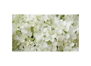 4029395011107 - Hortensie Annabelle 10 L Container