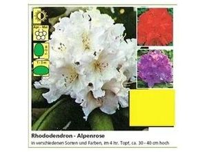 4029395049544 - Rhododendron PG II + III Liebhaber 5 l Container