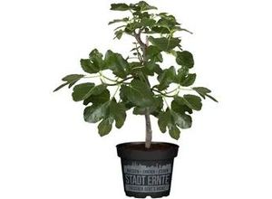 4029395082442 - Feigenbaum Ficus carica Ficcolino Stadt Ernte H ca 20 cm 17 cm Topf