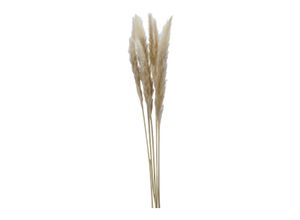 4032037786943 - Trockenblume PAMPASGRAS CREME (BHT 5x75x5 cm)