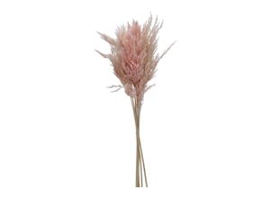 4032037786967 - Trockenblume PAMPASGRAS PINK (BHT 8x75x8 cm)