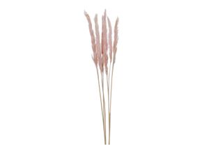 4032037787117 - Trockenblume PAMPASGRAS PINK (BHT 5x75x5 cm)