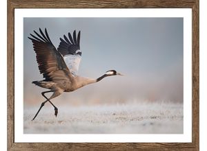 4032295094569 - Bild mit Rahmen BÖNNINGHOFF schwarz (farbe rahmen schwarz oak farbe bild(er) schwarz r) B50cm H40cm T21cm Papier MDF Bilder