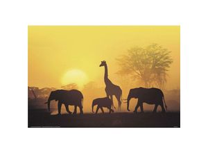 4035519390409 - - Sonnenuntergang in Kenia Poster Mit Elefanten und Giraffe qf