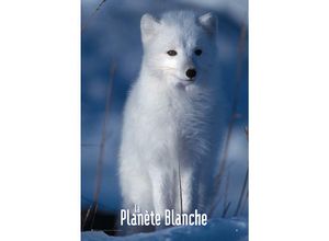 4035519585775 - - White Planet Poster Schneefuchs