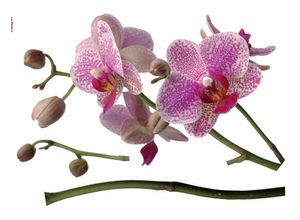 4036834377021 - KOMAR Wandtattoo Orchidee Wandtattoos 100x70 cm (Breite x Höhe) selbstklebendes Wandtattoo Gr B H 100 cm x 100 cm Orchideen lila Wandtattoos Natur