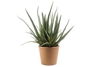 4041104046255 - casa NOVA Kunstpflanze Aloe VERA (BH 42x48 cm) BH 42x48 cm grün Pflanze Kunstblume Zimmerpflanze