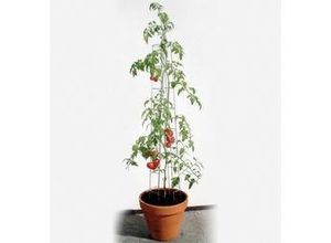 4042897904012 - Bellissa Tomatenturm 180cm 180 cm hoch