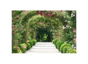 4043566180126 - PAPERMOON Fototapete Rose Arch Garden Tapeten Gr B L 35 m x 26 m bunt (mehrfarbig) Fototapeten Tapeten