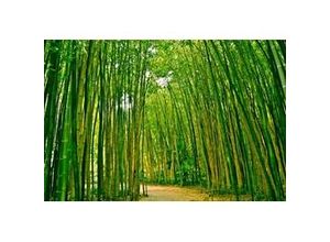 4043566180461 - PAPERMOON Fototapete Bamboo Forest Tapeten Gr B L 35 m x 26 m Bahnen 7 St bunt (mehrfarbig) Fototapeten Tapeten