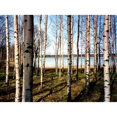 4043566223175 - PAPERMOON Fototapete Finnish Forest of Birch Trees Tapeten Gr B L 5 m x 28 m Bahnen 10 St bunt (mehrfarbig) Fototapeten Tapeten