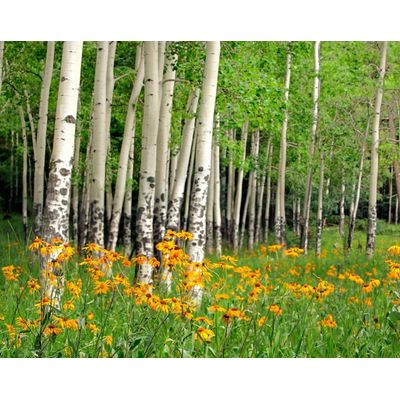 4043566233426 - PAPERMOON Fototapete Aspen Grove and Orange Wildflowers Tapeten Gr B L 2 m x 149 m Bahnen 4 St bunt (mehrfarbig) Fototapeten Tapeten