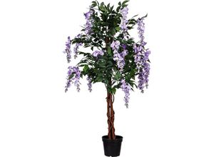 4048821841064 - Plantasia - Wisteria Blauregen 120cm Violette Blumen