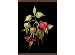 4049008758762 - QUEENCE Leinwandbild Hagebutte Bilder 50x70 cm Gr B H 50 cm x 70 cm bunt Leinwandbilder Bilder