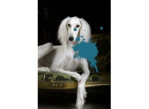 4049009358268 - Acrylglasbild QUEENCE Hund Bilder Gr B H T 60 cm x 90 cm x 24 cm blau Acrylglasbilder Bilder