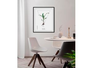 4049009844105 - Bild QUEENCE Zea mays Bilder Gr B H 50 cm x 70 cm Wandbild Hochformat 1 St grün Bild Kunstdruck Bilder mit Rahmen