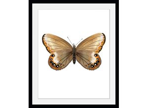 4049009846444 - Bild QUEENCE Lexy Bilder Gr B H 50 cm x 70 cm Wandbild Schmetterlinge Hochformat 1 St gelb Bild Kunstdruck Bilder mit Rahmen