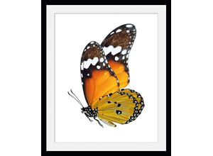 4049009846710 - Bild QUEENCE Mario Bilder Gr B H 50 cm x 70 cm Wandbild Schmetterlinge Hochformat 1 St orange Bild Kunstdruck Bilder mit Rahmen