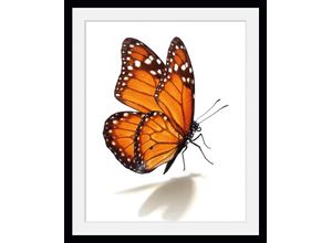 4049009846741 - Bild QUEENCE Eazy Bilder Gr B H 50 cm x 70 cm Wandbild Schmetterlinge Hochformat 1 St orange Bild Kunstdruck Bilder mit Rahmen