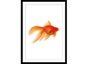 4049009891444 - Bild QUEENCE Goldi Bilder Gr B H 50 cm x 60 cm Wandbild Fisch & Meeresfrüchte Hochformat braun (braun rosa) Kunstdrucke gerahmt Goldfisch