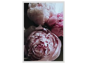 4049009896364 - Bild QUEENCE Ursula Bilder Gr B H 50 cm x 60 cm Wandbild Blumen Hochformat rosa (rosa weiß) Kunstdrucke Rosen gerahmt