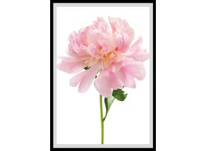 4049009896432 - Bild QUEENCE Beate Bilder Gr B H 50 cm x 60 cm Wandbild Blumen Hochformat bunt (weiß grün rosa) Kunstdrucke Rosen gerahmt