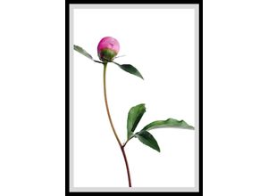 4049009896555 - Bild QUEENCE Manuel Bilder Gr B H 50 cm x 60 cm Wandbild Blumen Hochformat bunt (grün weiß rosa) Kunstdrucke gerahmt Rosen