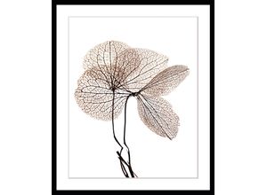 4049009897378 - Bild QUEENCE Annabell Bilder Gr B H 50 cm x 70 cm Wandbild Blumen Hochformat beige (schwarz) Kunstdrucke Blumen gerahmt