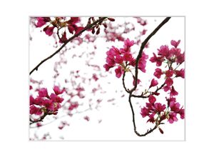 4049009915126 - Bild QUEENCE Roxanne Bilder Gr B H 60 cm x 50 cm Wandbild Blumen Querformat rosa (weiß) Kunstdrucke Rosen gerahmt