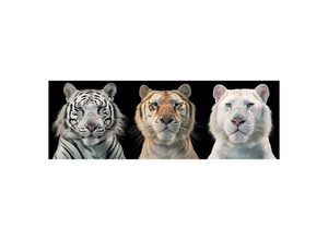 4050819584259 - - Tiger Collage Poster Tim Flach