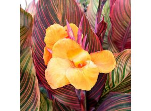 4050957183161 - Riesen-Canna Andaloucia (Indisches Blumenrohr)