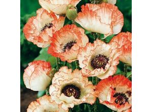 4050957213967 - Gartenmohn Picotee