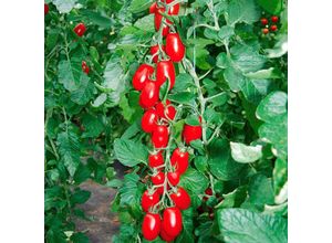 4050957229241 - Tomatensamen Trilly F1