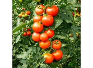 4050957229395 - Tomatensamen Fantasio F1