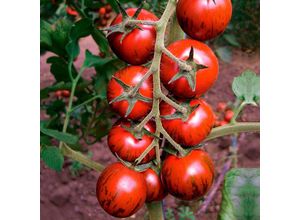 4050957229777 - Tomatensamen Tiger F1