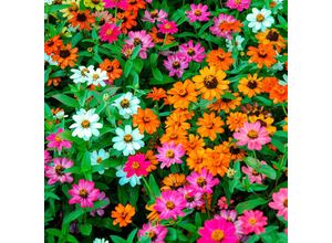 4050957232821 - Zinniensamen Profusion-Mischung