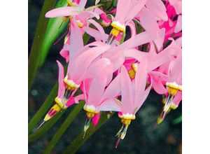 4050957259798 - Götterblume