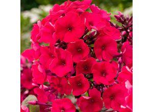 4050957285056 - Phlox rot