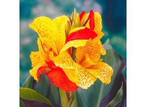 4050957285971 - Canna Cleopatra (Indisches Blumenrohr)