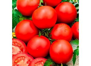 4050957318099 - Tomatensamen Cindel F1