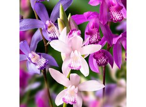 4050957321280 - Orchideen-Mischung Japan 3 Sorten Blumenzwiebeln