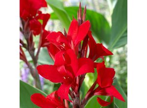 4050957354462 - Canna Flamenco (Indisches Blumenrohr)