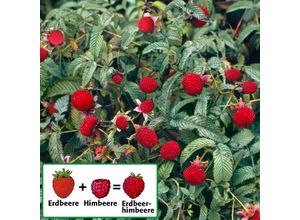 4050957356213 - Erdbeerhimbeere im ca 17 cm-Topf