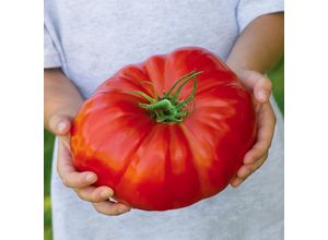 4050957370240 - Tomatensamen Gigantomo F1