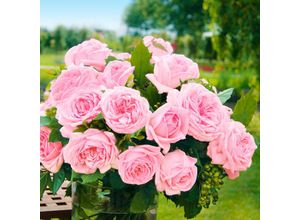 4050957384667 - Rose Meister-Rose® Jubilee