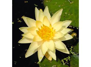 4050957396646 - Seerose Joey Tomocik gelb 4050957396646 - Seerose Joey Tomocik gelb