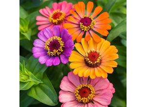 4050957400473 - Zinniensamen Forecast-Mischung